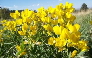 Thermopsis: Zusammensetzung, Gebrauchsanweisung der Infusion, Rezepte
