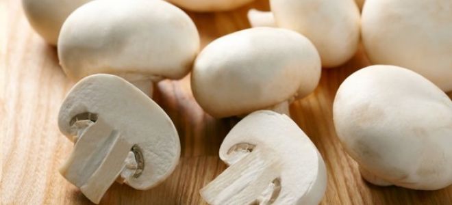 Champignons: Nutzen und Schaden für den Körper, wie man kocht