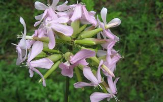 Medizinischer Speckstein: Botanische Beschreibung, Eigenschaften, Foto der Pflanze