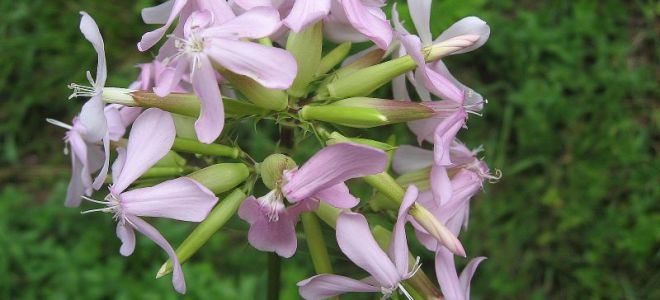Medizinischer Speckstein: Botanische Beschreibung, Eigenschaften, Foto der Pflanze