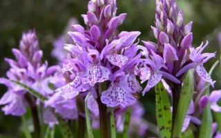 Orchis: Anwendung in der Volksmedizin, wie ist es nützlich für Männer und Frauen, wie man trinkt, Foto