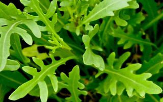 Rucola: nützliche Eigenschaften und Kontraindikationen