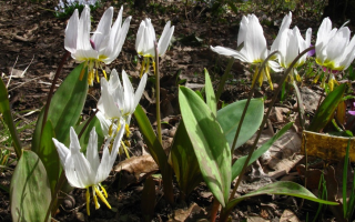 Erythronium (Kandyk): medizinische Eigenschaften, Kontraindikationen