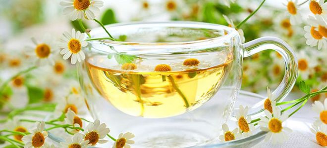 Teh chamomile: sifat berguna dan kontraindikasi