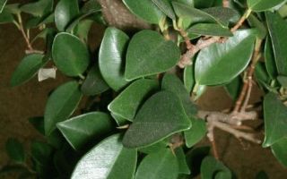 Ist es möglich, Ficus zu Hause zu halten, nützliche und magische Eigenschaften