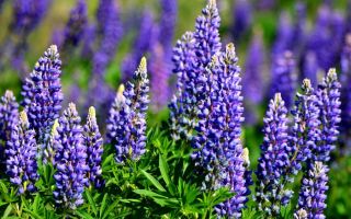 Lupine (Lupine): Nutzen und Schaden für den Menschen, magische Eigenschaften