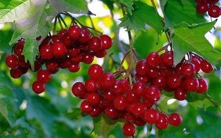 Die Vorteile und Nachteile von Viburnum für die Gesundheit