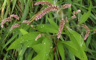 Лечебни свойства и инструкции за употреба на Knotweed (воден пипер)