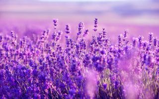 Lavendel: nützliche und medizinische Eigenschaften, Kontraindikationen