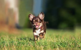 Vitamine für Chihuahua: mit natürlicher Ernährung für Wolle