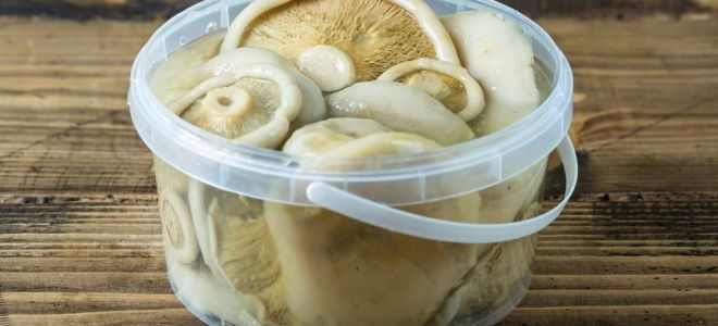 Защо солените млечни гъби са полезни