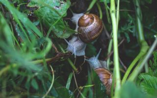 Warum sind Traubenschnecken nützlich und wie man sie kocht?