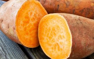 Süßkartoffel-Yam: vorteilhafte Eigenschaften und Kontraindikationen