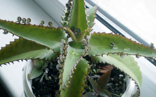 Kalanchoe: nützliche und medizinische Eigenschaften, Kontraindikationen