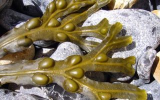 Algas fucus da bexiga: propriedades benéficas e como tomar