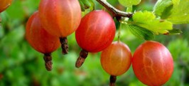 Gooseberry: sifat berguna dan kontraindikasi