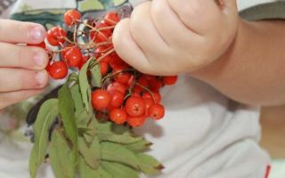 Rote Eberesche: Nutzen und Schaden, medizinische Eigenschaften, was zu kochen