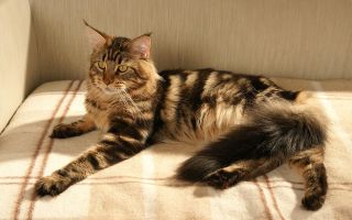 Welche Vitamine geben Sie schwangeren Katzen zu geben