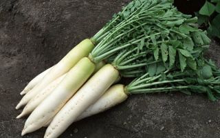 Daikon: полезни свойства и противопоказания