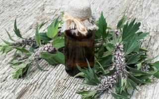 Mutterkraut: medizinische Eigenschaften und Kontraindikationen, wie zu nehmen
