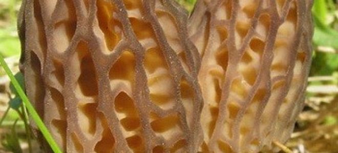 Morels: sifat berguna, rupa mereka, di mana ia tumbuh dan kapan hendak memilih