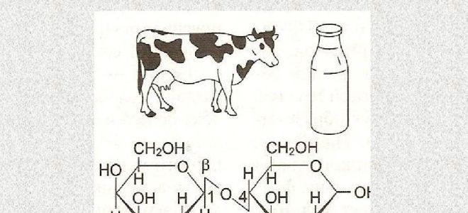 Laktose: Wo sie enthalten ist, Nutzen und Schaden