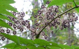 Aralia Manchu: лечебни свойства и противопоказания