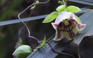 Die heilenden Eigenschaften von Codonopsis kleinhaarig, lanzettlich